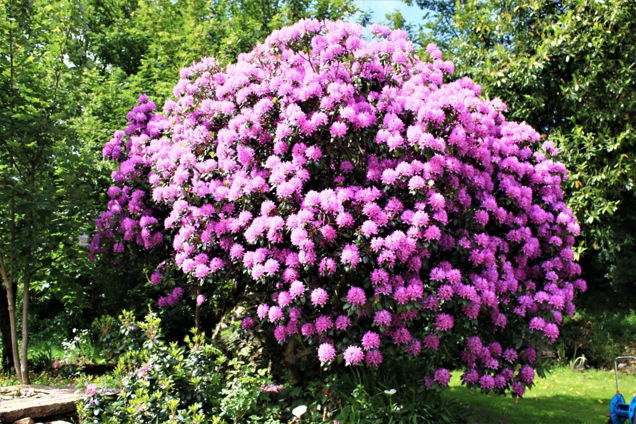 Keryerna Ar C'Haouled "Aux Hortensias" Clevacance Saint-Méen Eksteriør billede